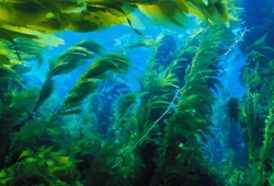 Морские водоросли как источник ингредиентов для косметологии