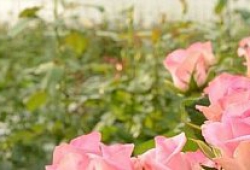 Розы Белогорья – хорошие розы для хороших людей