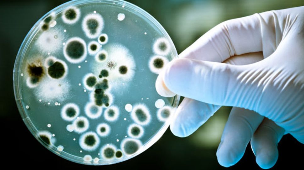 Якутские бактерии могут стать основой эликсира молодости 